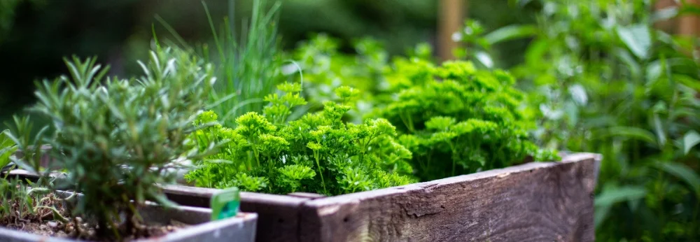 Frische Kräuter in Holzkisten