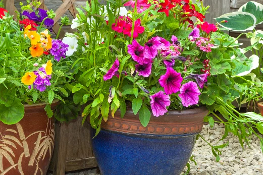 Bunte Blumen in Töpfen