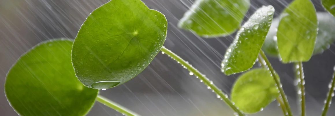 Grüne Blätter im Regen