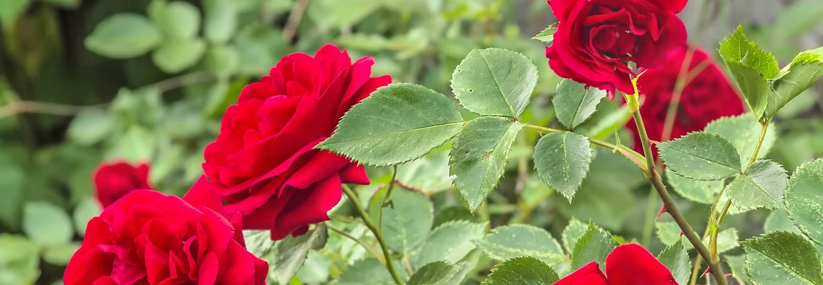 Rote Rosen blühen an einem Rosenstrauch