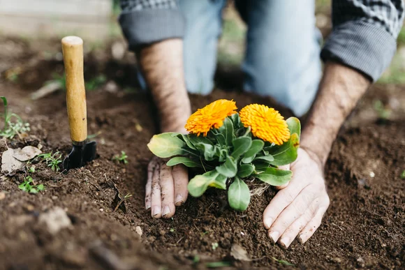 Person pflanzt Blume ein