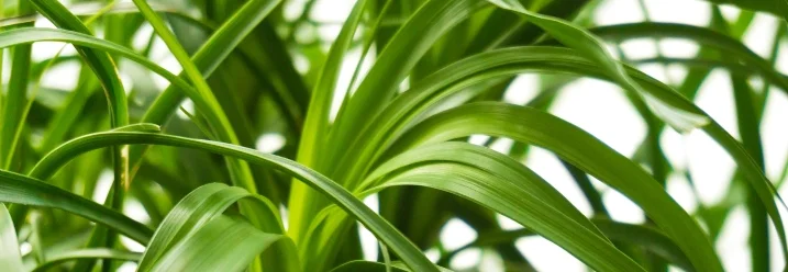 Grüne Blätter einer Pflanze