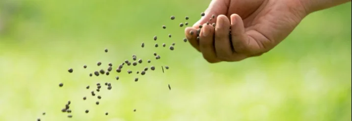 Hand sät Rasendünger aus
