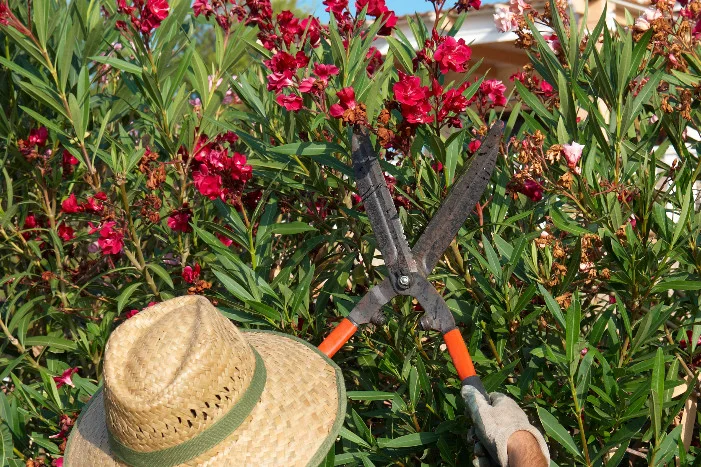 Person schneidet Strauch mit Gartenschere