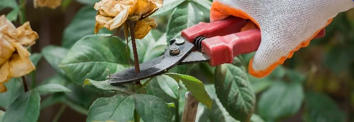 Hand mit Gartenschere schneidet verwelkte Rose