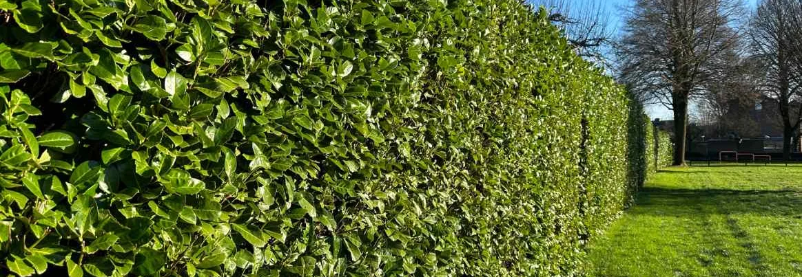Eine lange, dichte und grüne Hecke neben einer Wiese.