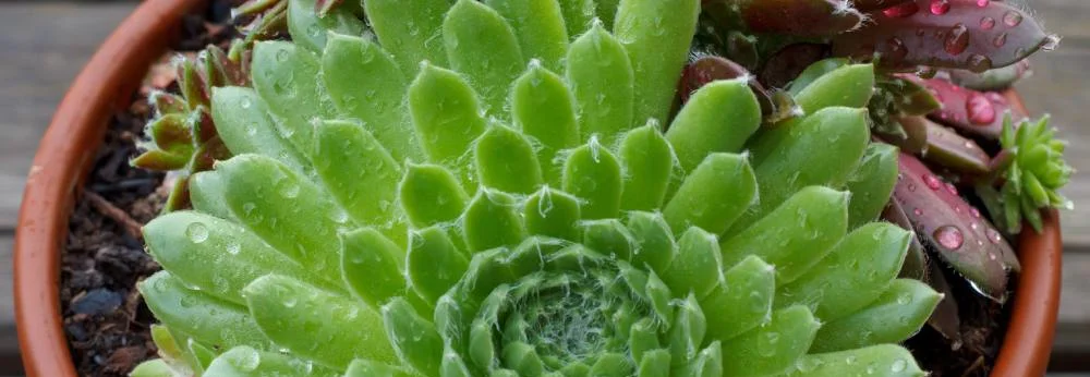 Grüne und rote Hauswurze mit Wassertropfen in einem Topf.