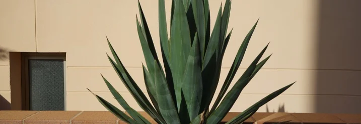 Grüne Agave vor Hauswand