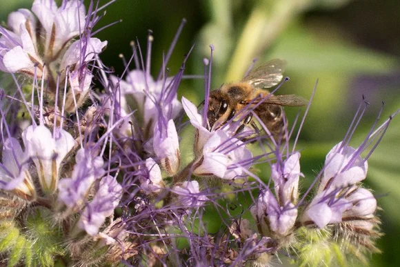 Biene auf lila Blüten