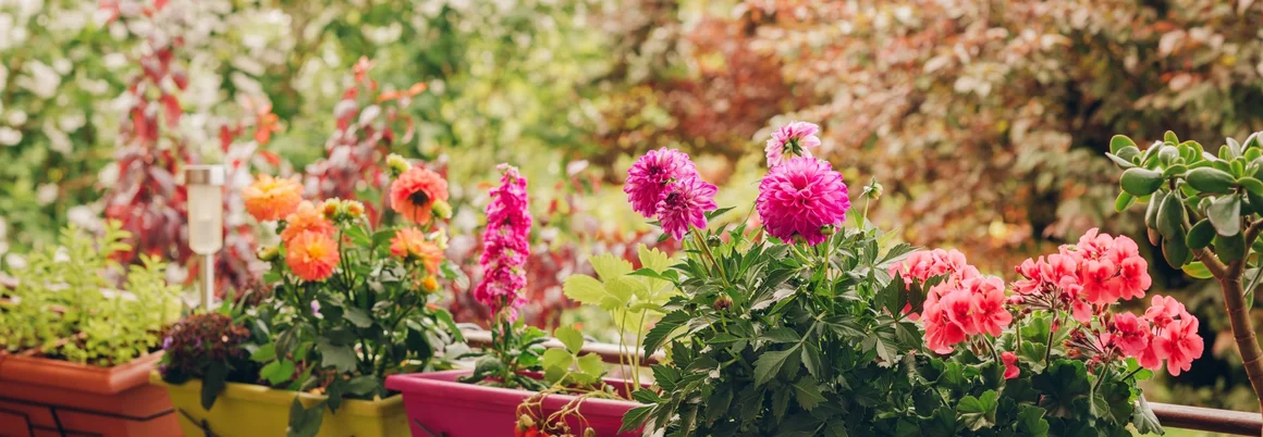 Blumenkästen mit Dahlien und Geranien