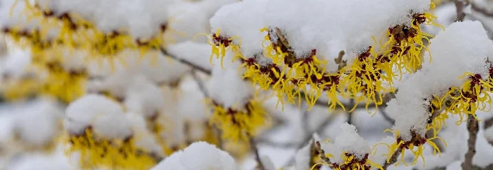 Gelbe Blüten mit Schnee bedeckt
