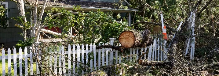 Umgestürzter Baum vor Haus