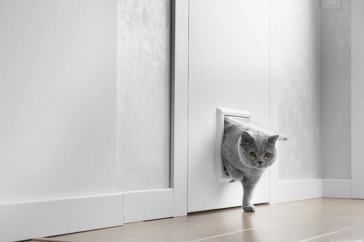 Graue Katze geht durch Katzenklappe