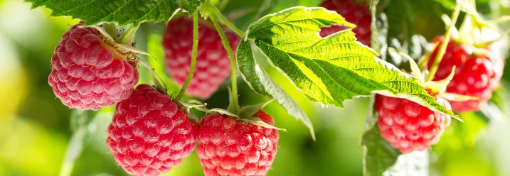 Reife Himbeeren an einem Strauch