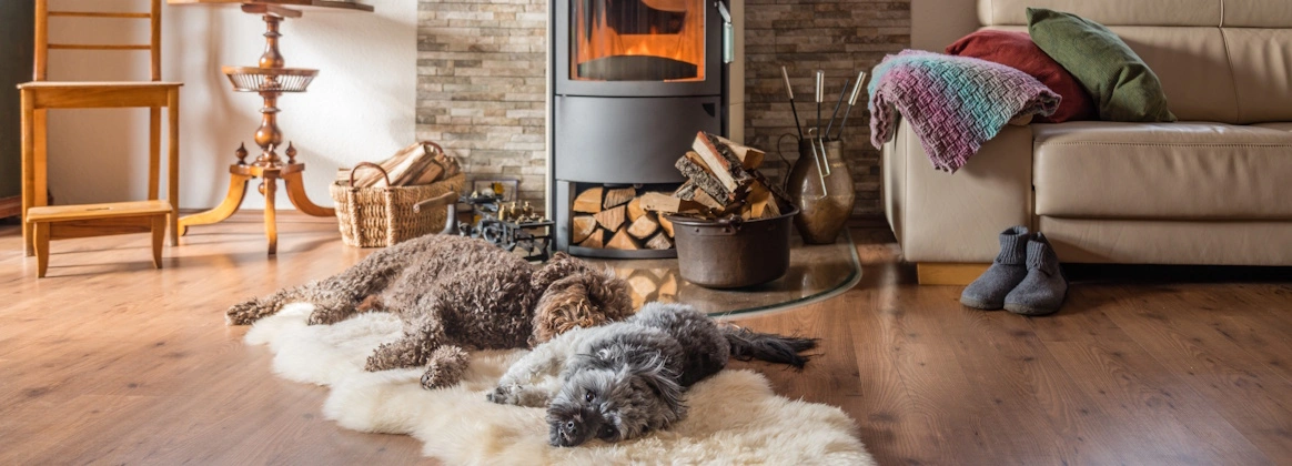 Zwei Hunde liegen vor einem Kamin in einem gemütlichen Wohnzimmer