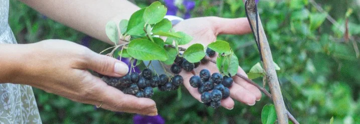 Hände halten Heidelbeeren an einem Strauch