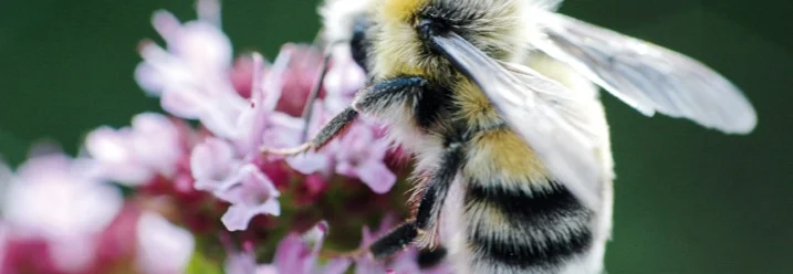 Biene auf einer Blüte