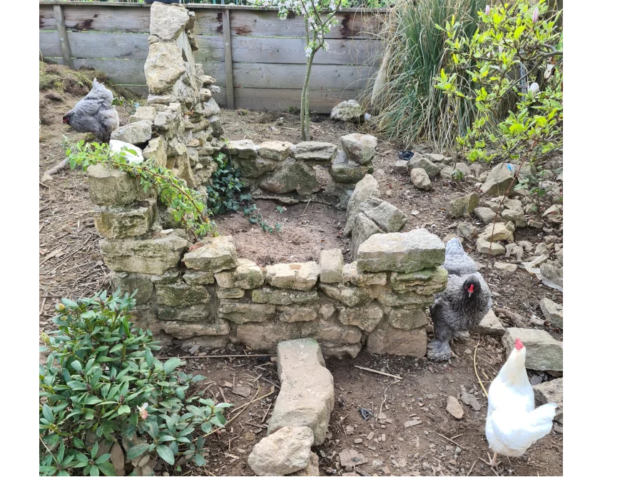 Drei Hühner bei einem Steinhaufen im Garten