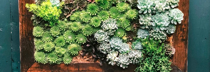 Sukkulenten in einem vertikalen Garten.