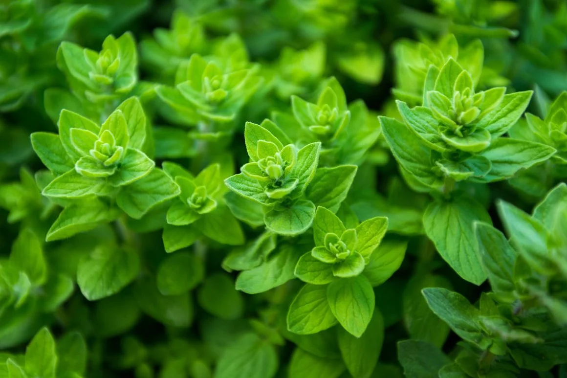 Nahaufnahme von Oregano Pflanzen