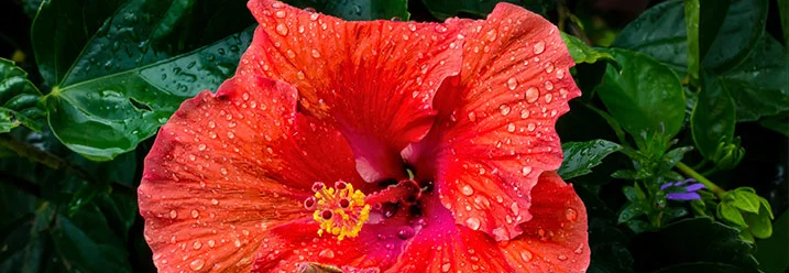 Rote Hibiskusblüte mit Regentropfen