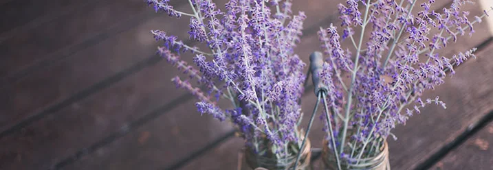 Lila Blüten in Einmachgläsern