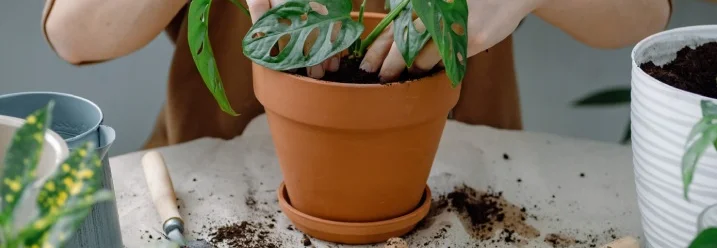 Person pflanzt Monstera in Topf