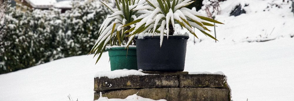 Verschneite Pflanzen in Töpfen