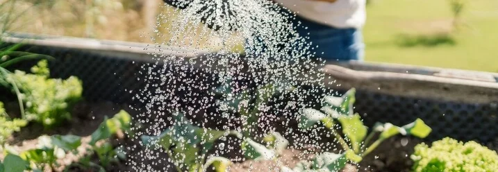 Person gießt Gemüsebeet mit Gießkanne