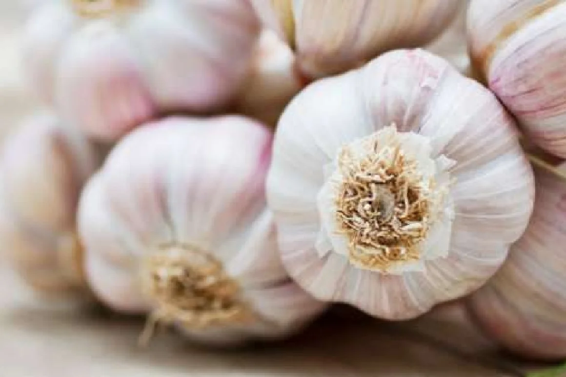 Frischer Knoblauch