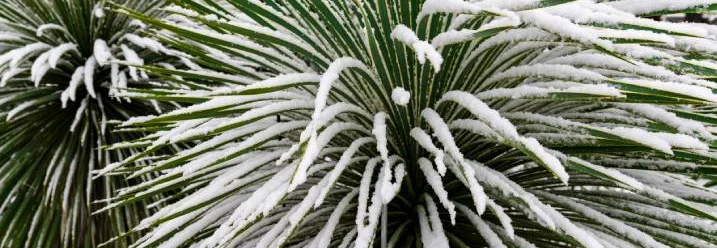 verschneite Yucca rostrata