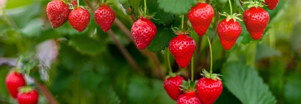 Reife Erdbeeren an Pflanze