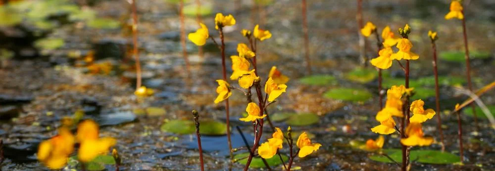 Gelb blühender Wasserschlauch ragt aus einem Teich.