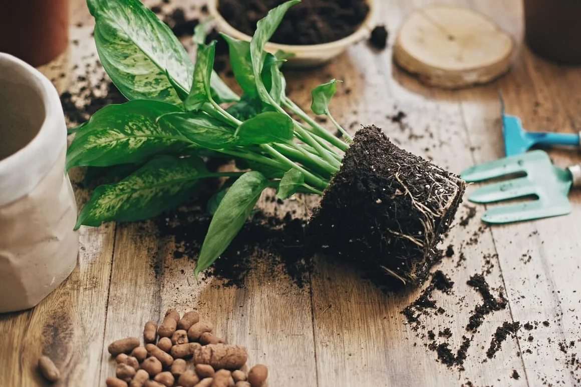Grünpflanze wird mit Gartenhandschuhen eingetopft