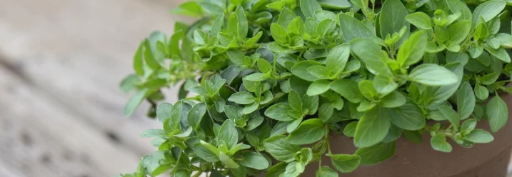 Oregano Pflanze im Topf