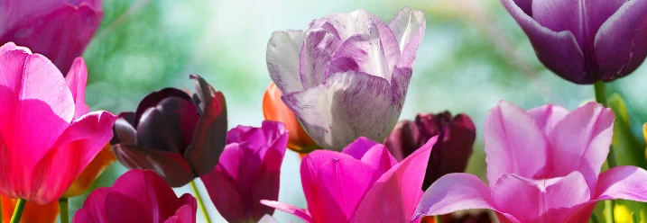 Bunte Tulpen auf einer Wiese