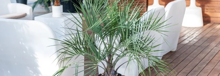 Eine Palme in einem Topf auf einer Terrasse.