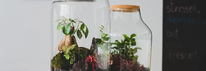 Zwei Glasbehälter mit Pflanzen