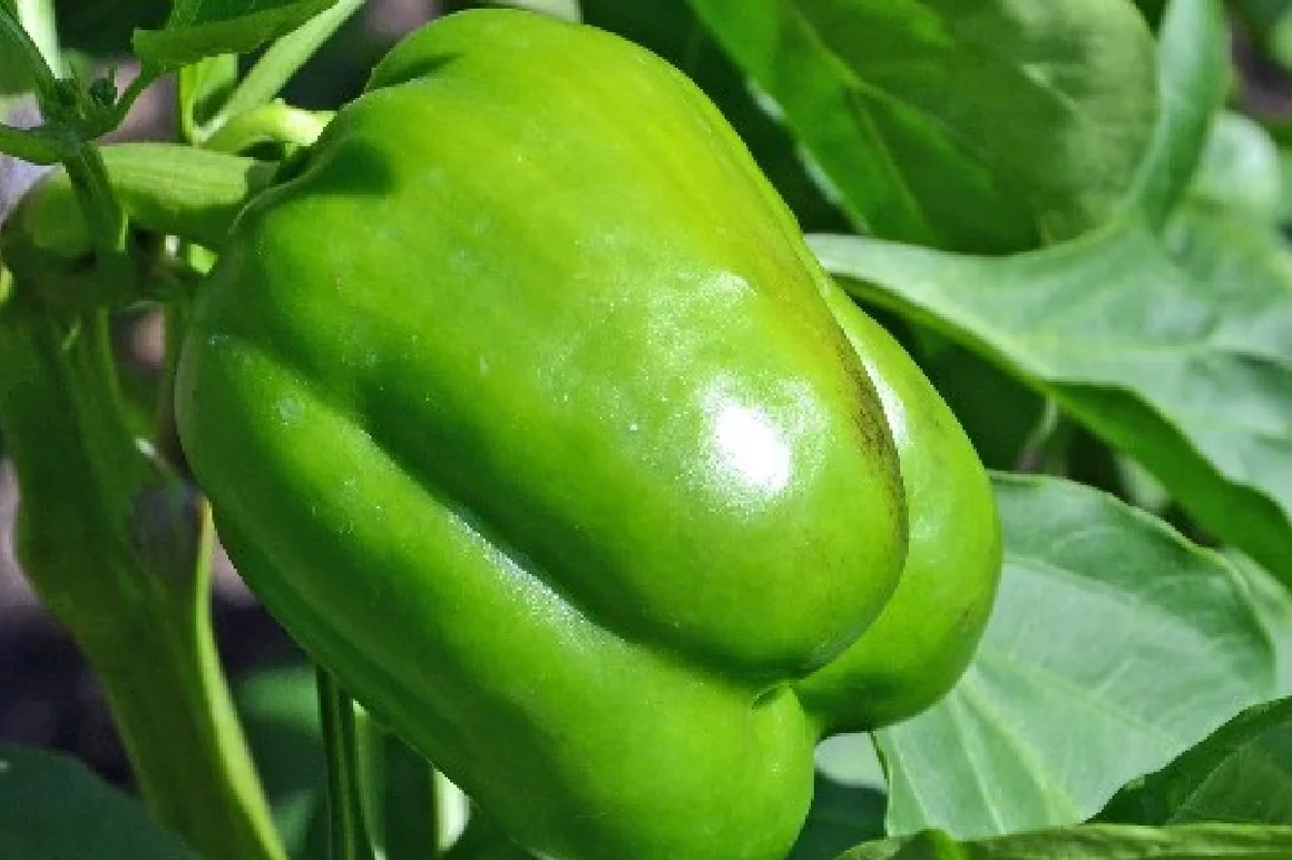 Grüne Paprika an Pflanze