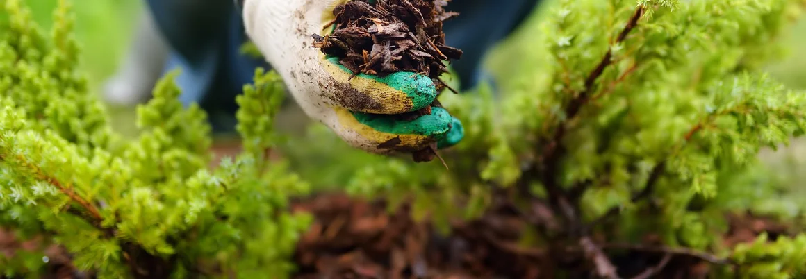 Person trägt Gartenhandschuhe und hält Rindenmulch