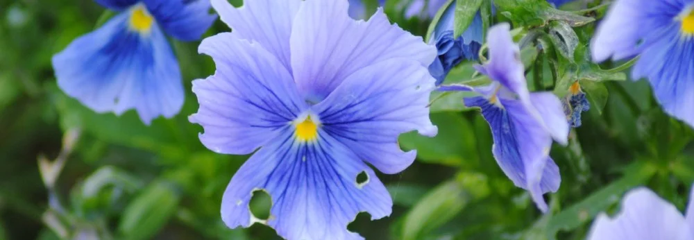 Nahaufnahme von lila Stiefmütterchen-Blüten mit Fraßspuren an den Blättern.