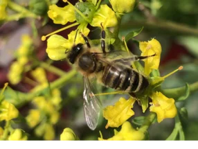 Biene auf gelber Blüte