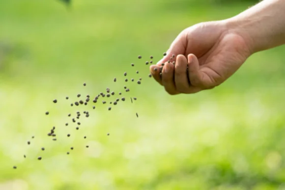 Hand sät Grassamen