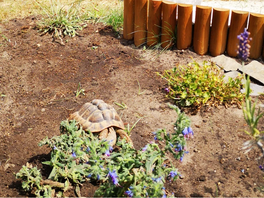 Schildkrötengehege 