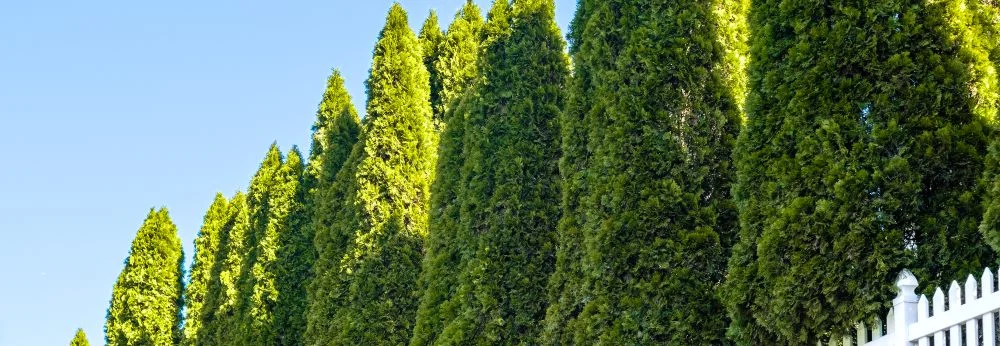 Hecke aus immergrünen Bäumen