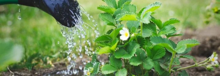 Erdbeerpflanze wird gegossen