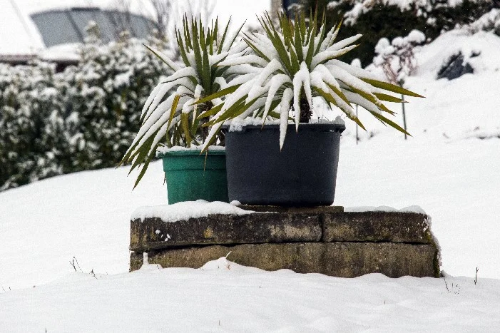 Zwei Palmen im Topf im Schnee