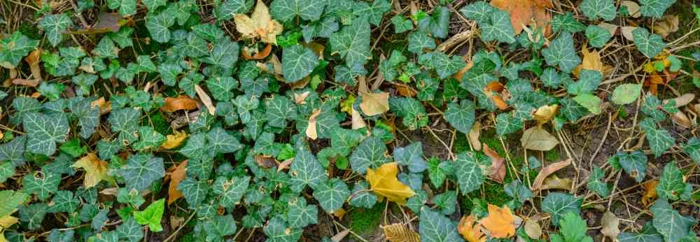 Grüner Efeu bedeckt den Boden, dazwischen liegt Herbstlaub.