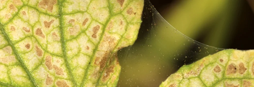 Blatt mit Spinnmilben und Netz