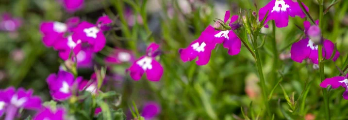Violette Blüten mit hellem Fleck
